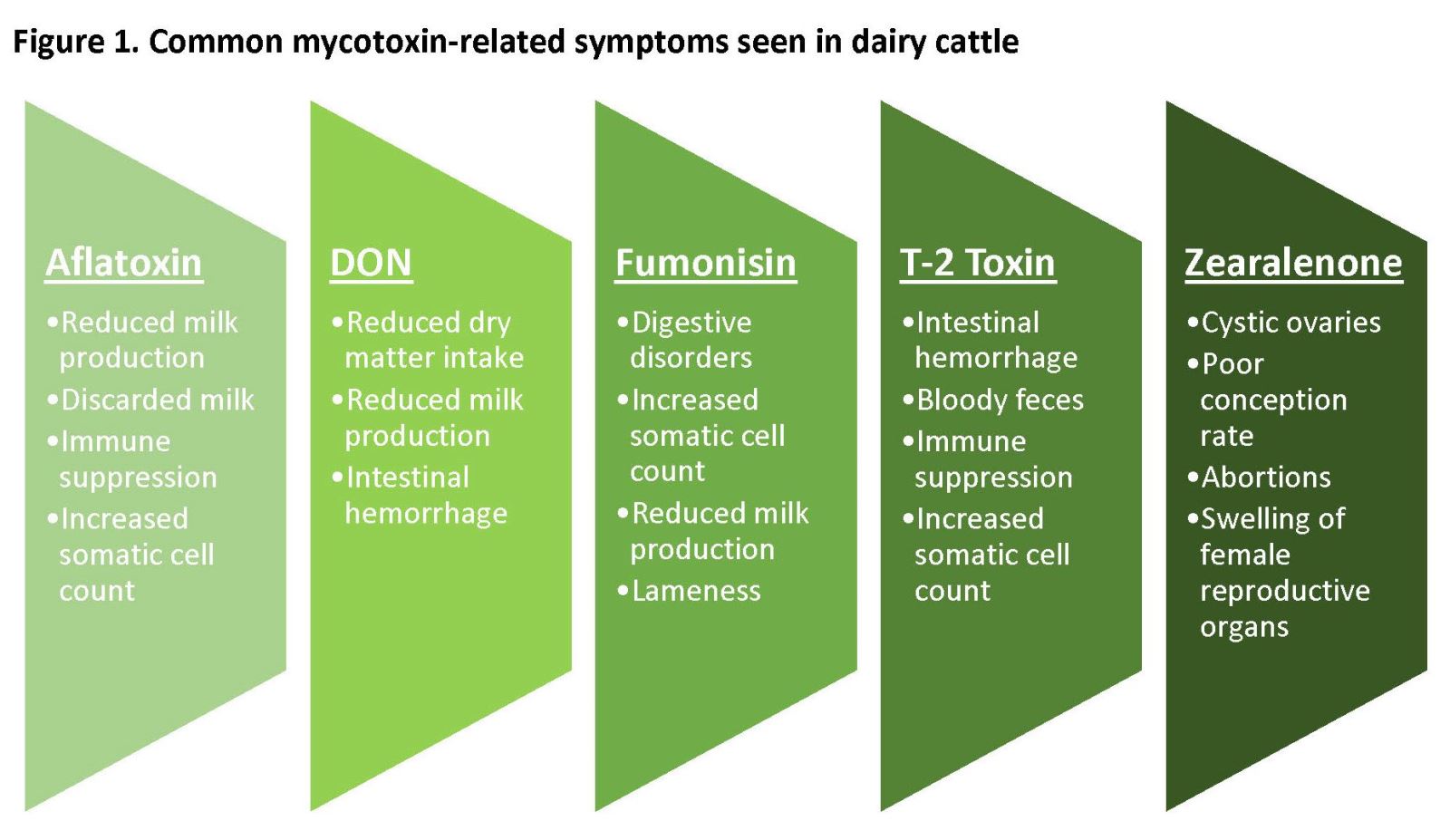 Mycotoxins Staying ahead of the threat Hubbard Feeds
